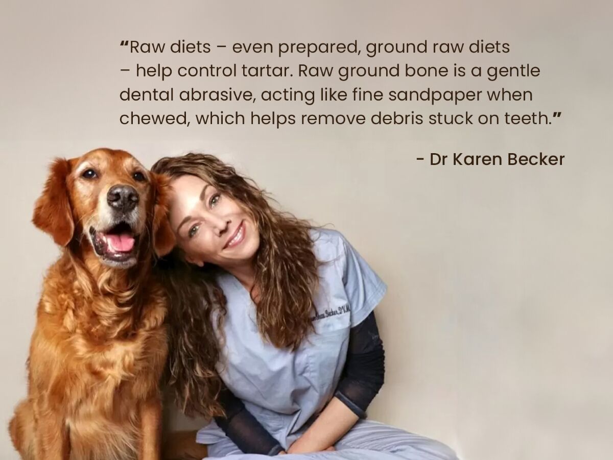 "Raw diets &ndash; even prepared, ground raw diets &ndash; help control tartar. Raw ground bone is a gentle dental abrasive, acting like fine sandpaper when chewed, which helps remove debris stuck on teeth." - Dr Karen Becker's quote about raw diets